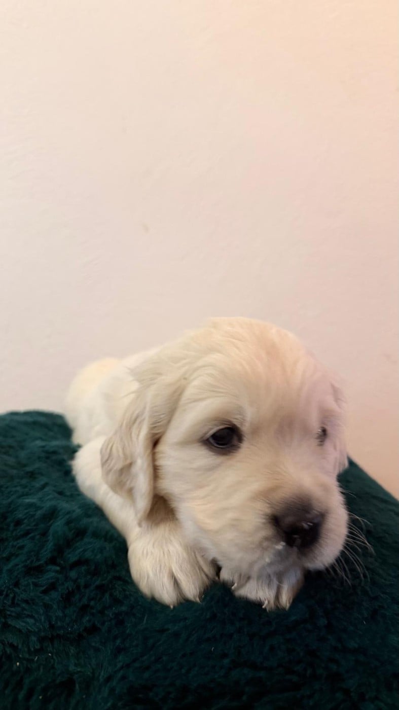 CHIOT 5 - Golden Retriever