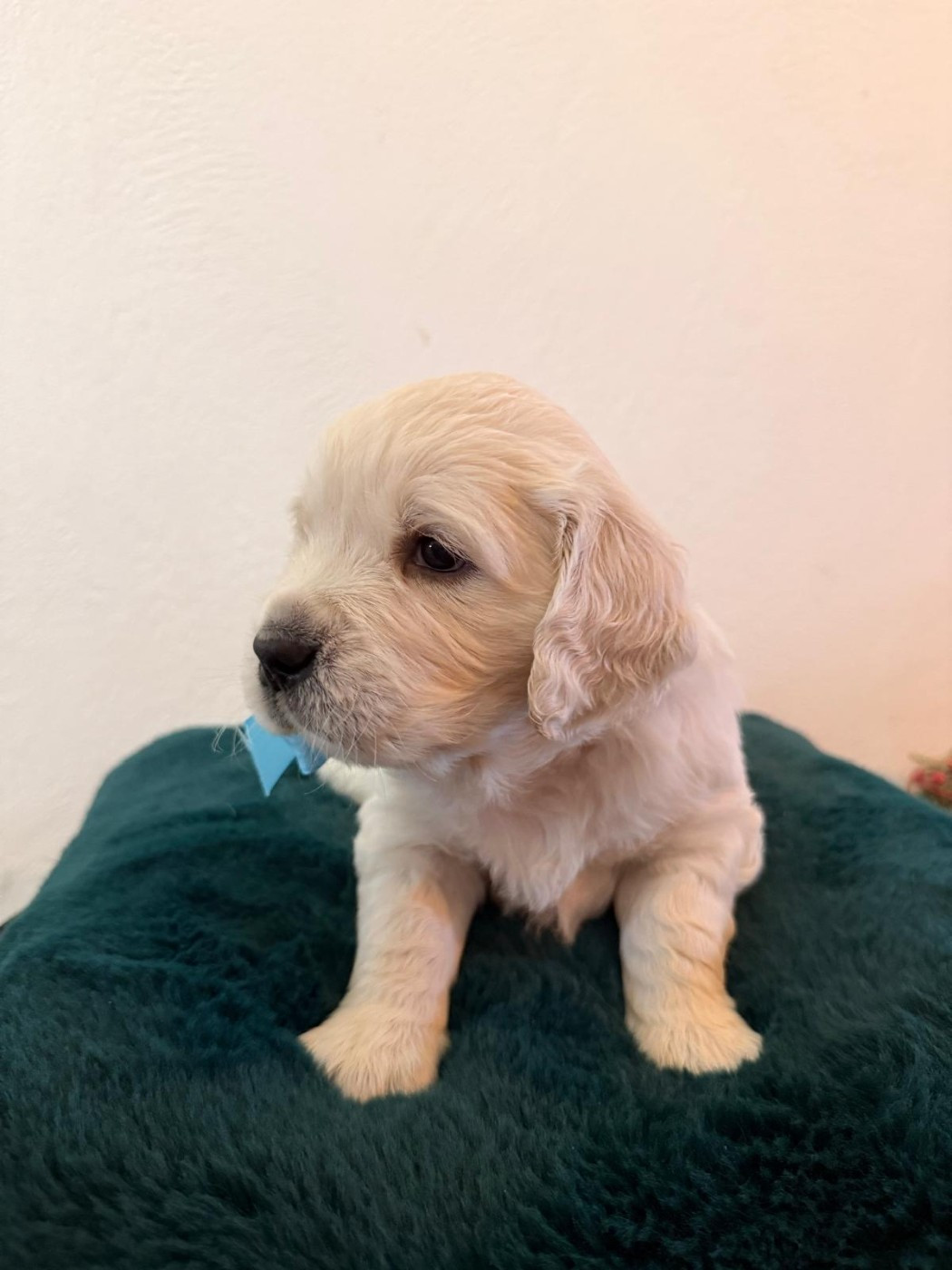 CHIOT 6 - Golden Retriever