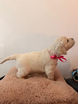 Les chiots de Golden Retriever