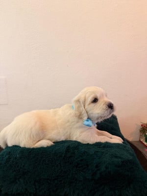 Les chiots de Golden Retriever