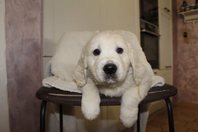 Les chiots de Golden Retriever