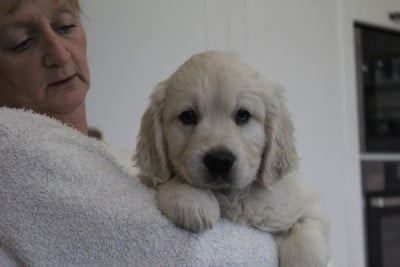 Les chiots de Golden Retriever