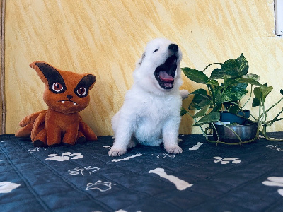 Les chiots de Berger Blanc Suisse