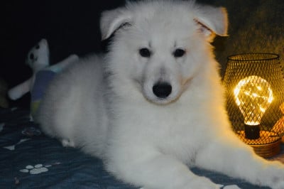 Les chiots de Berger Blanc Suisse