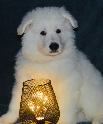 Les chiots de Berger Blanc Suisse
