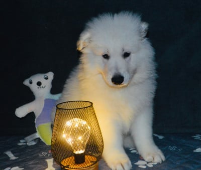 Les chiots de Berger Blanc Suisse