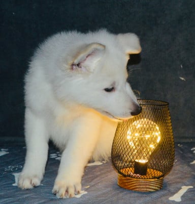 Les chiots de Berger Blanc Suisse