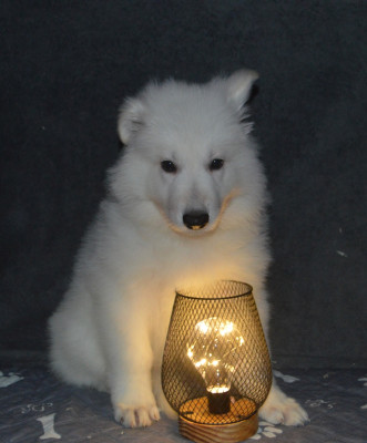Les chiots de Berger Blanc Suisse