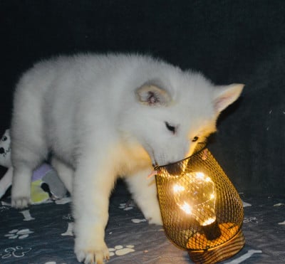 Les chiots de Berger Blanc Suisse