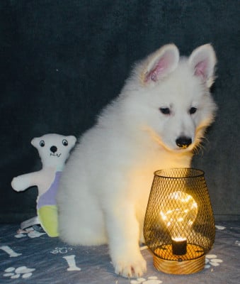 Les chiots de Berger Blanc Suisse