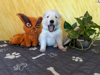 Les chiots de Berger Blanc Suisse