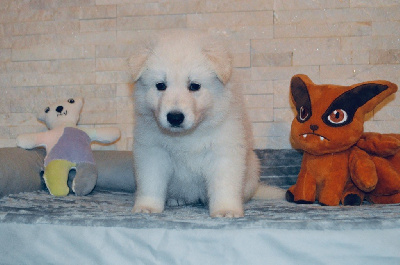 Les chiots de Berger Blanc Suisse