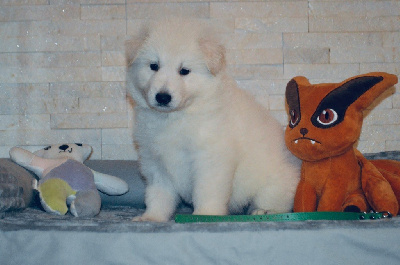 Les chiots de Berger Blanc Suisse