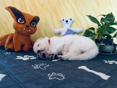 Les chiots de Berger Blanc Suisse