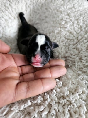 Les chiots de Staffordshire Bull Terrier