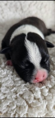 Les chiots de Staffordshire Bull Terrier