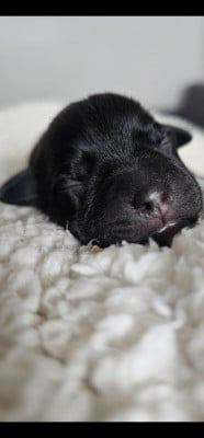 Les chiots de Staffordshire Bull Terrier