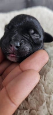 Les chiots de Staffordshire Bull Terrier