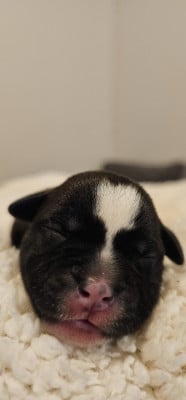 Les chiots de Staffordshire Bull Terrier