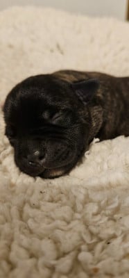 Les chiots de Staffordshire Bull Terrier