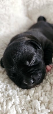 Les chiots de Staffordshire Bull Terrier