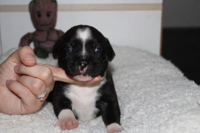 Les chiots de Staffordshire Bull Terrier
