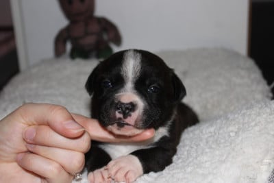 Les chiots de Staffordshire Bull Terrier