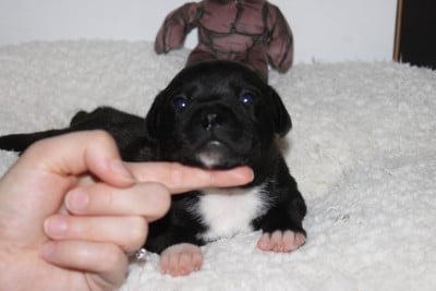 Les chiots de Staffordshire Bull Terrier