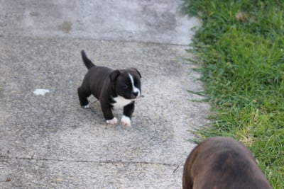 Les chiots de Staffordshire Bull Terrier