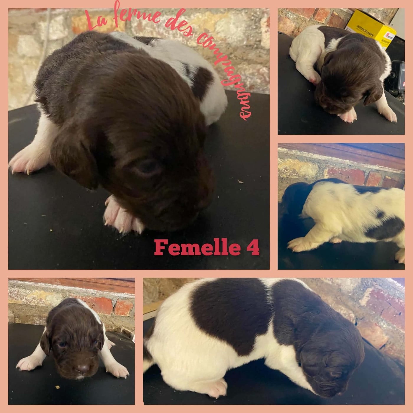 Chiot N°6 - Petit Epagneul de Münster