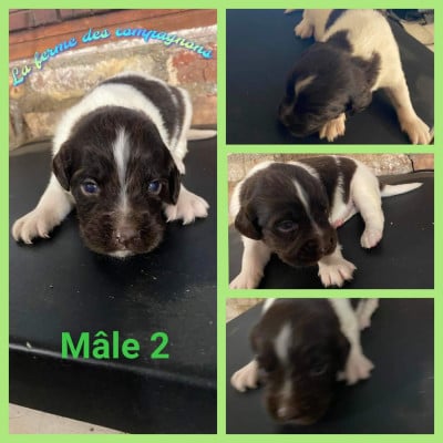 Les chiots de Petit Epagneul de Münster