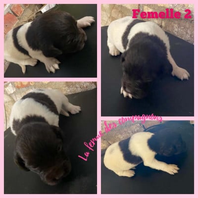 Les chiots de Petit Epagneul de Münster