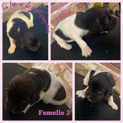 Les chiots de Petit Epagneul de Münster