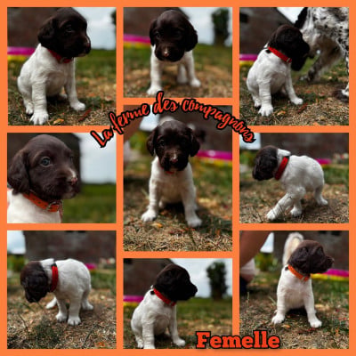 Les chiots de Petit Epagneul de Münster