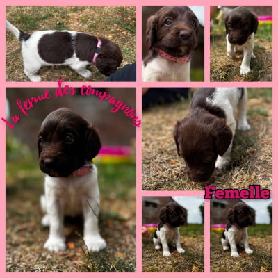Les chiots de Petit Epagneul de Münster