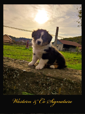Les chiots de Berger Australien
