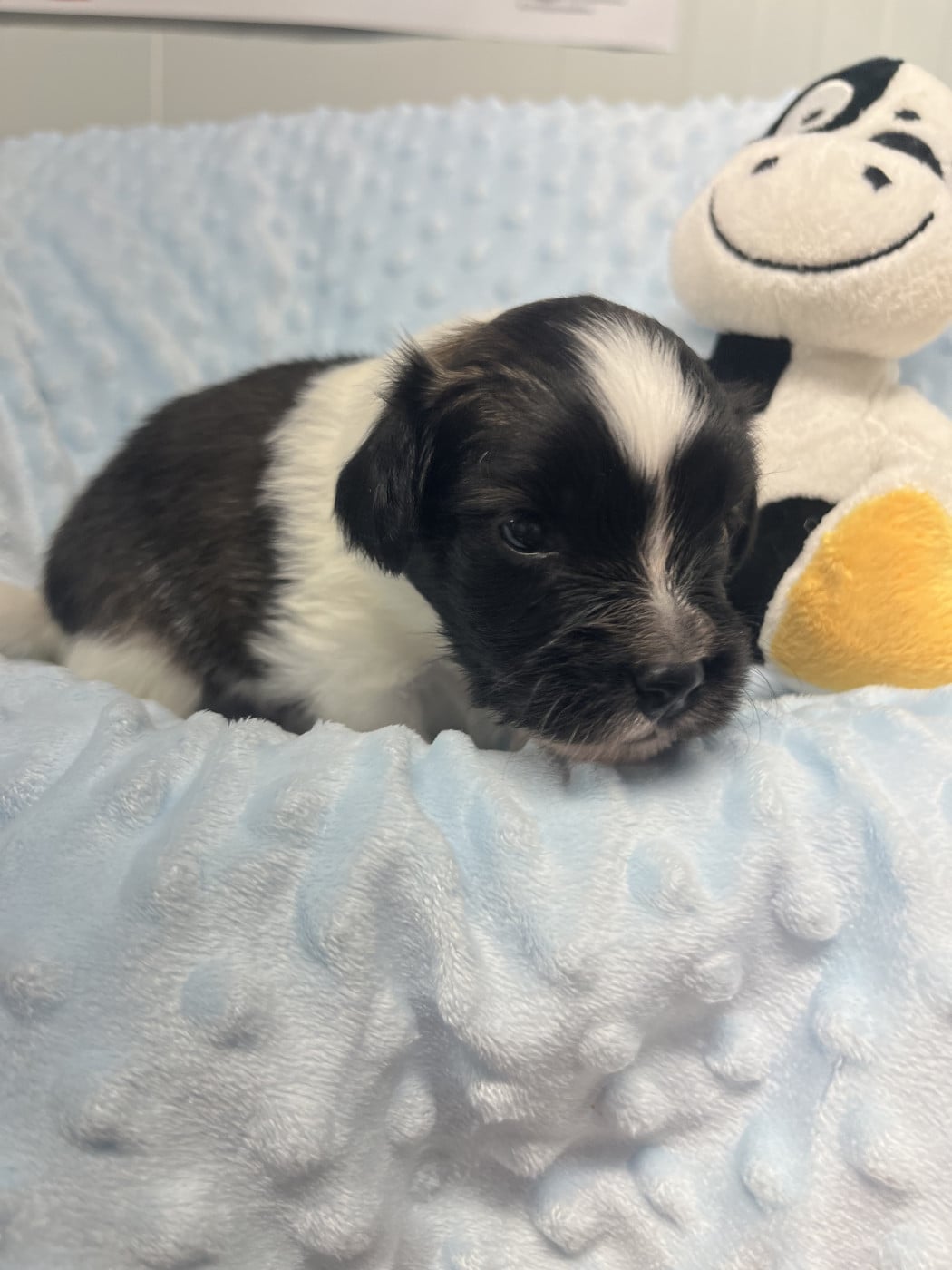 Bobby - Epagneul nain Continental (Papillon)