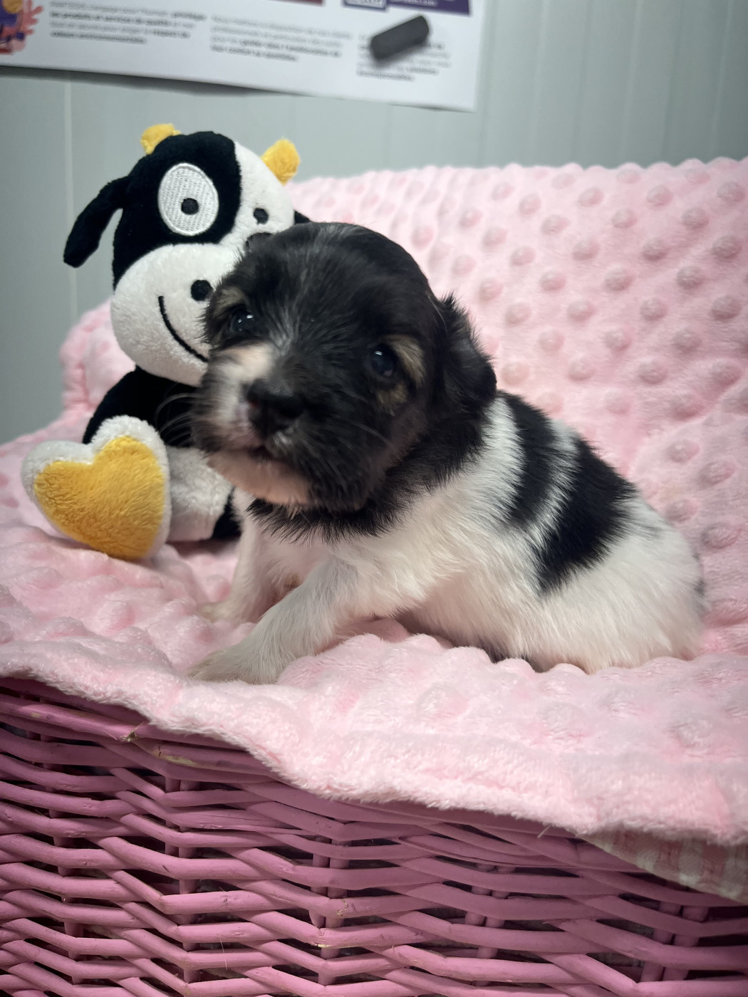 Bella - Epagneul nain Continental (Papillon)