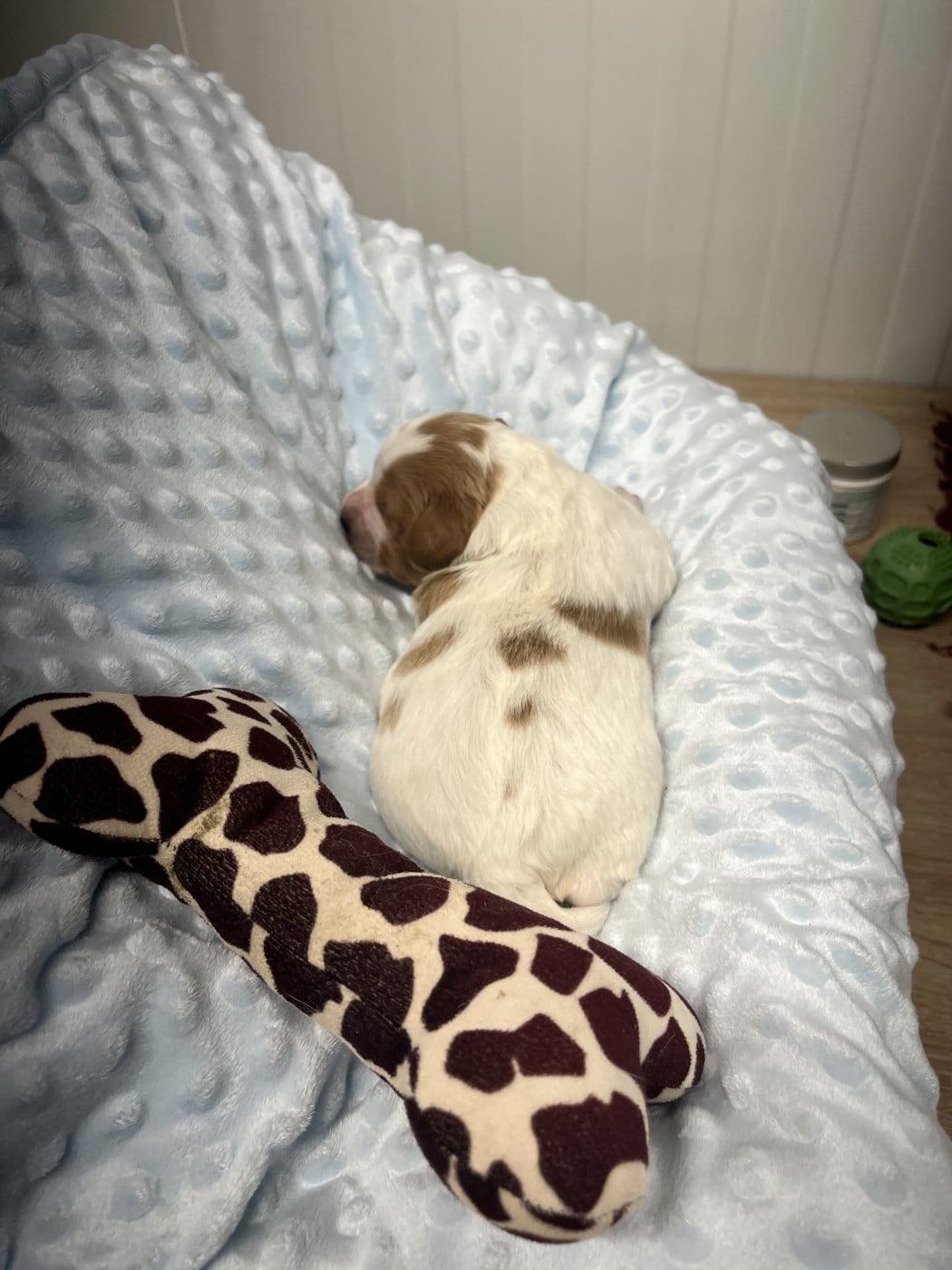 Chiot N°1 - Epagneul Breton