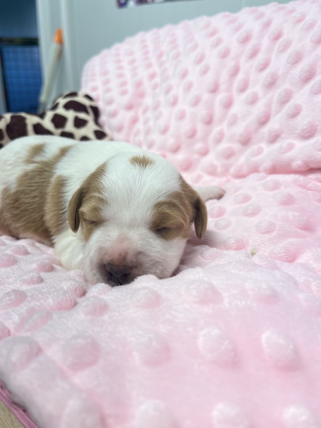 Chiot N°5 - Epagneul Breton