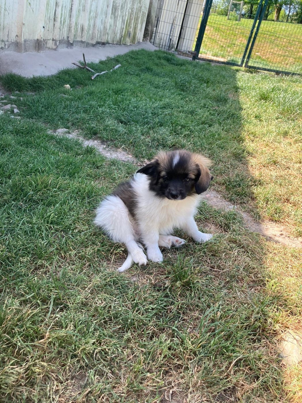 Basko