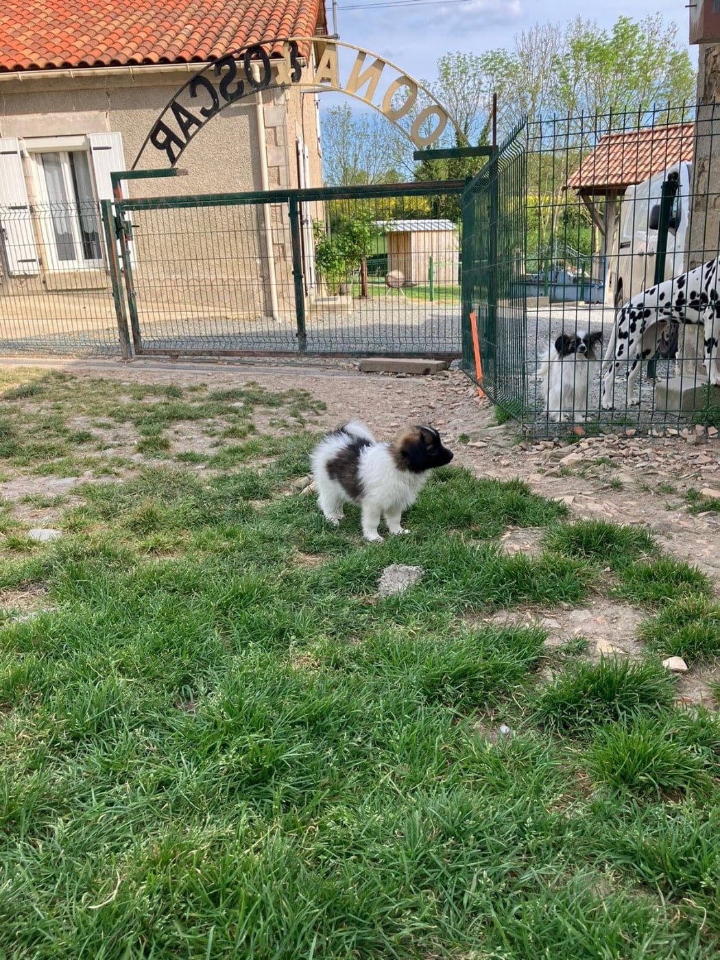 Basko