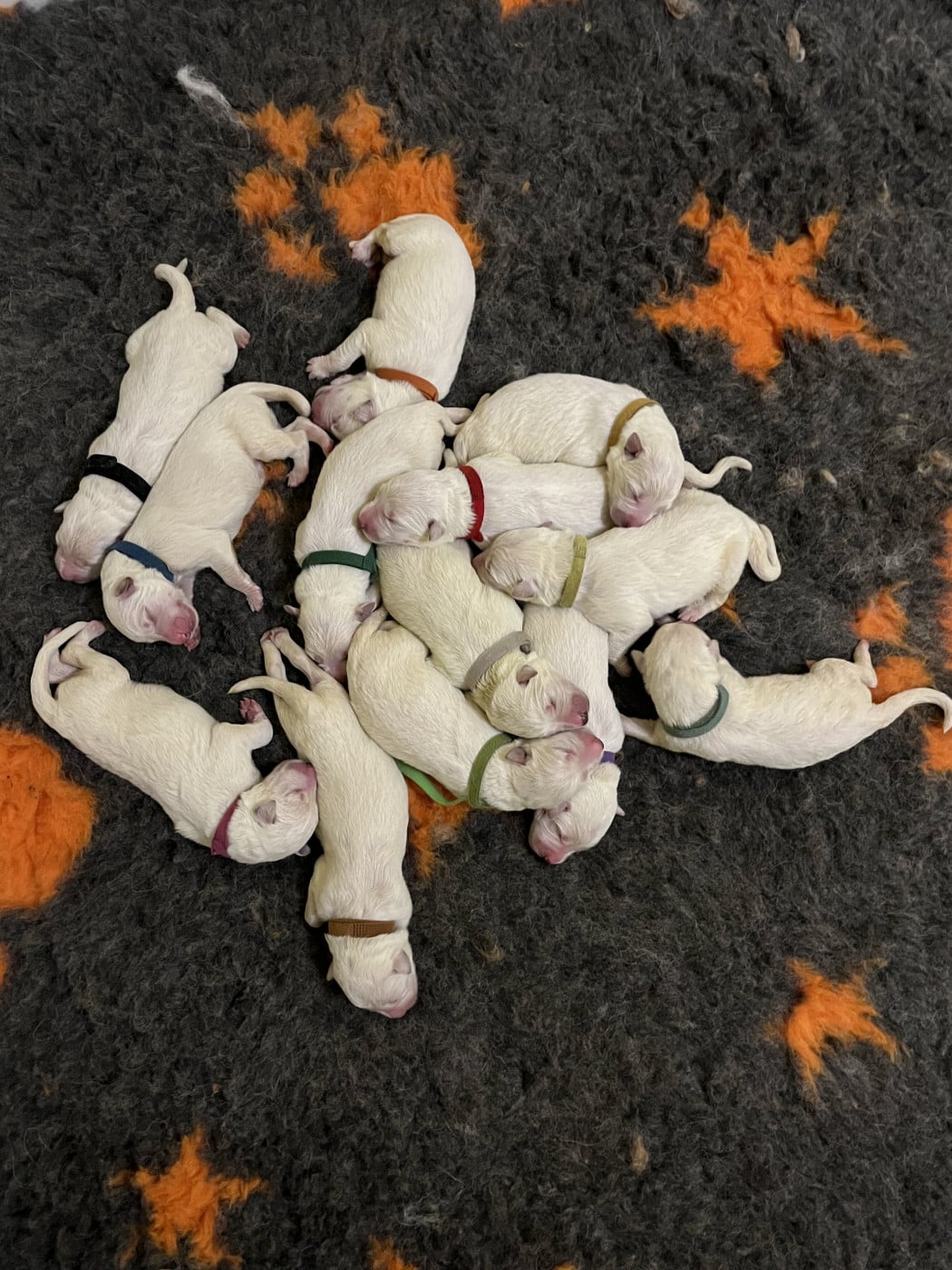 Chiot N°6 - Berger Blanc Suisse