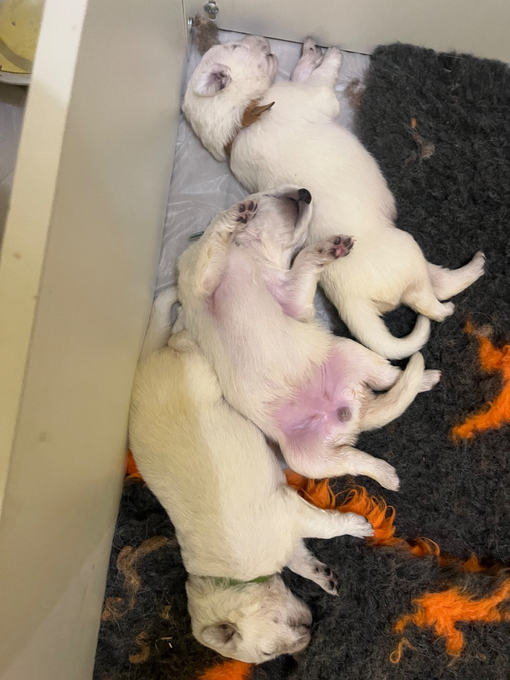 Chiot N°10 - Berger Blanc Suisse