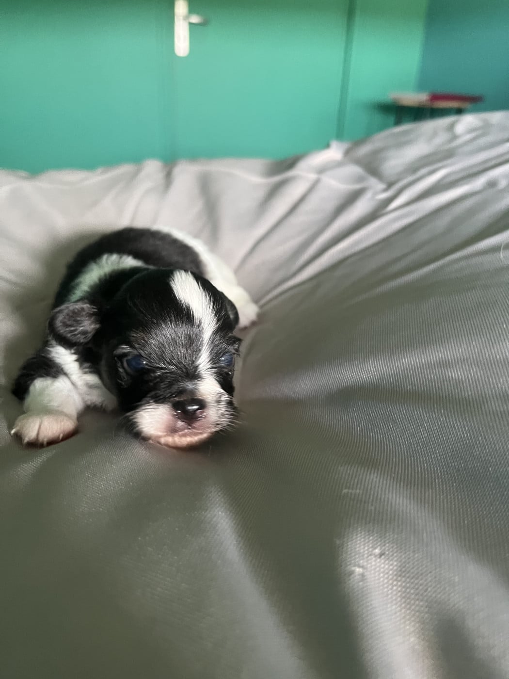 Chiot N°2