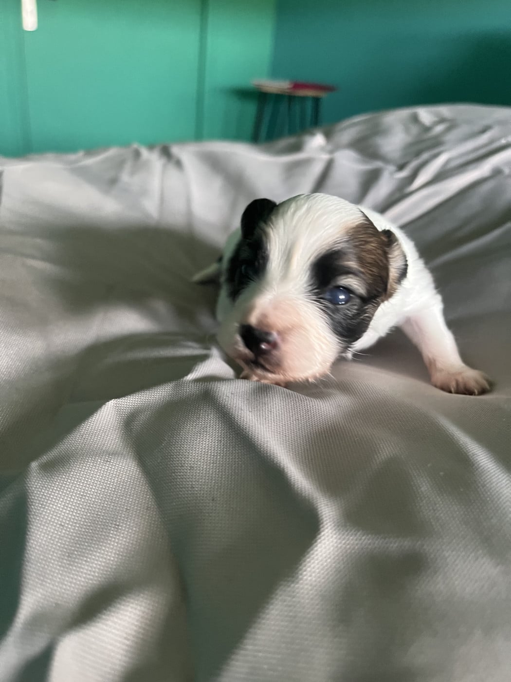 Chiot N°3