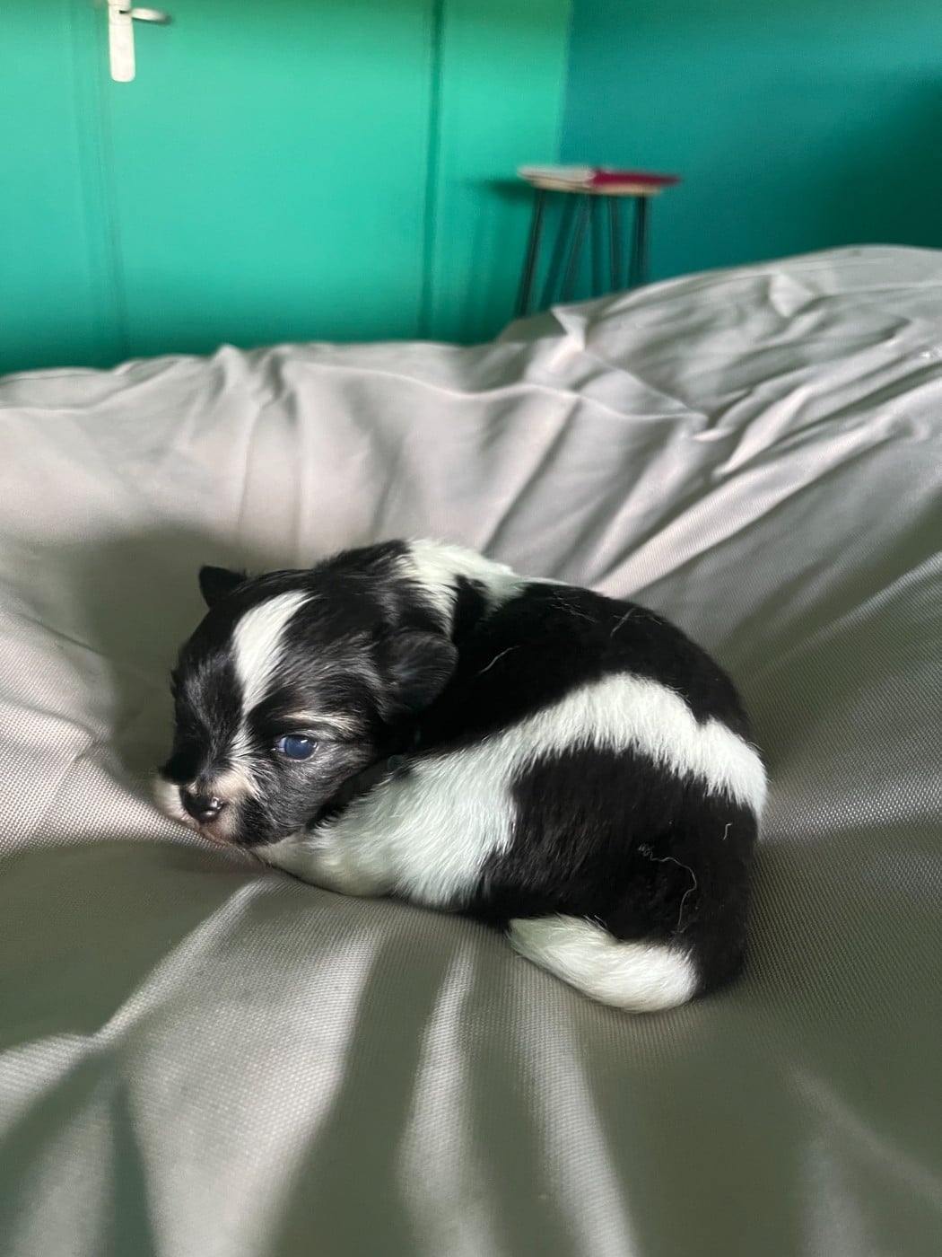 Chiot N°2