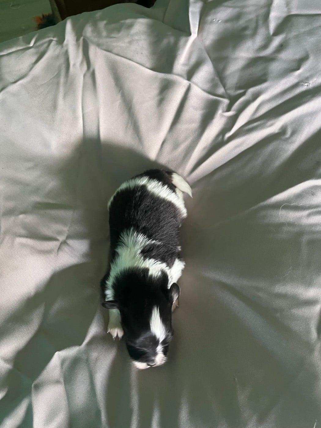 Chiot N°2