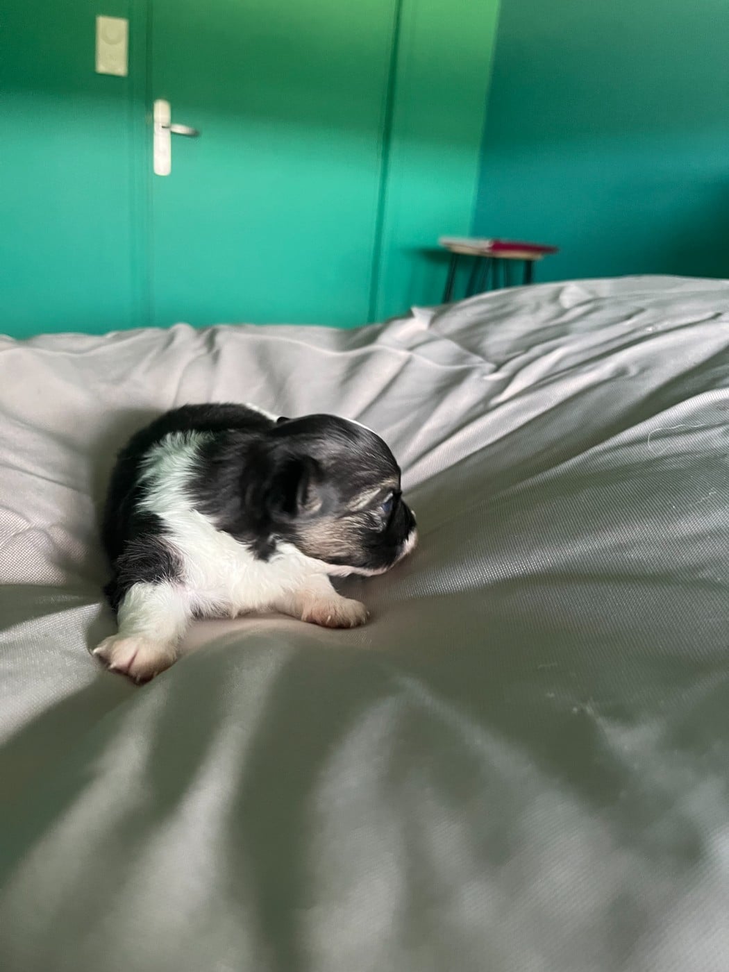 Chiot N°2