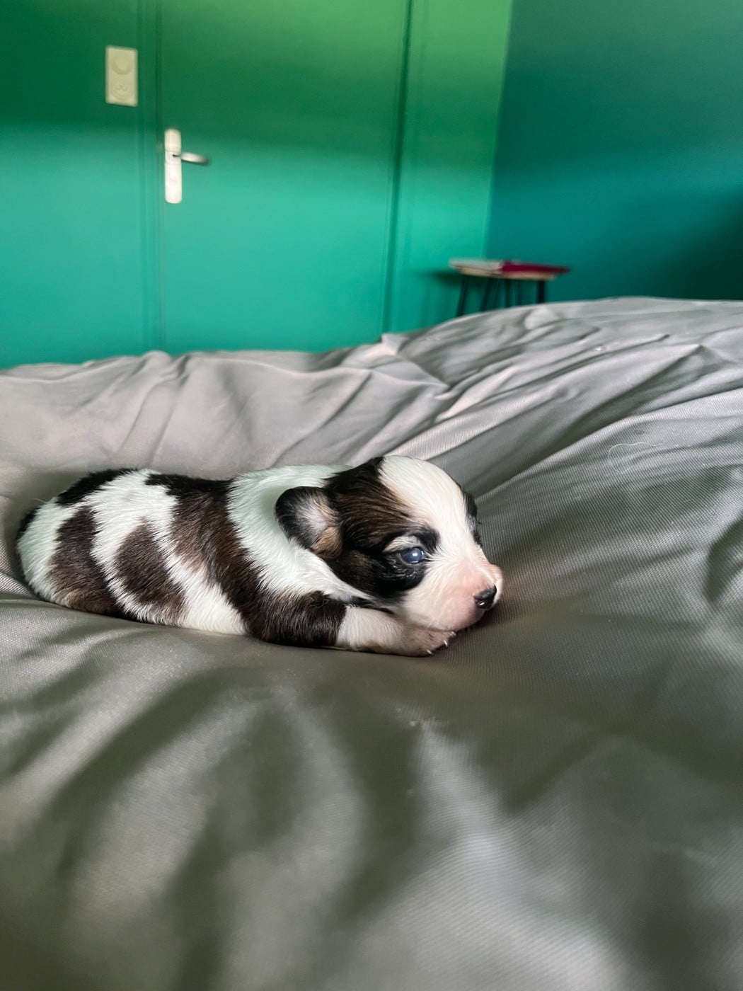 Chiot N°3